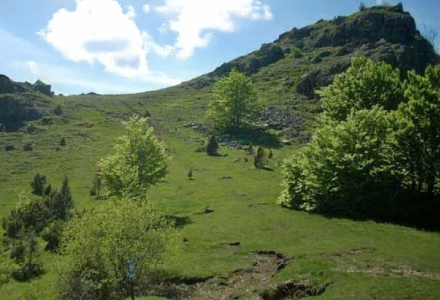 monte-lama